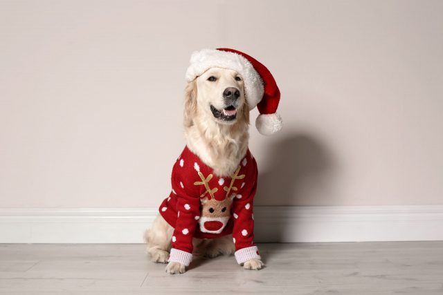 Dog dressed for Christmas
