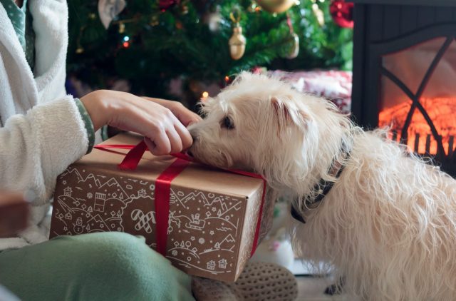 Dog examining Christmas present