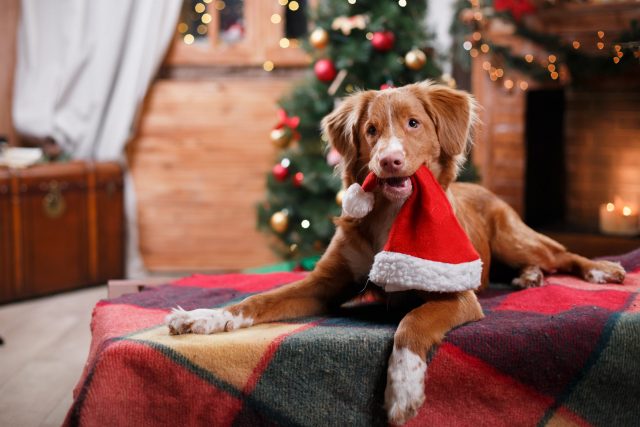 Dog holding Santa hat