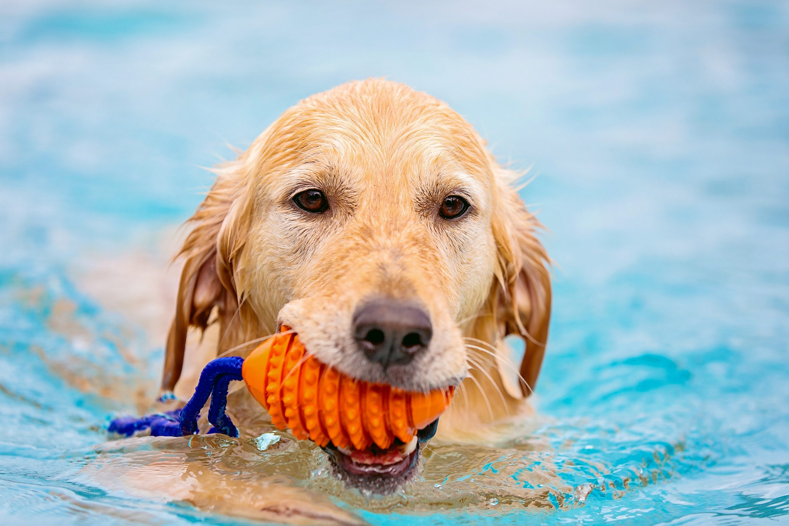 Dog playing with water toy