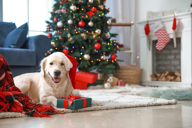 Dog ready to open Christmas gifts