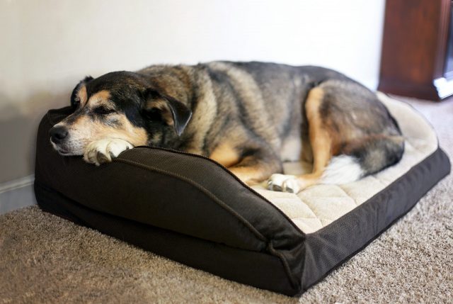 Dog sleeping on orthopedic bed
