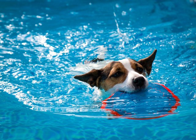 Dog swimming with frisbee