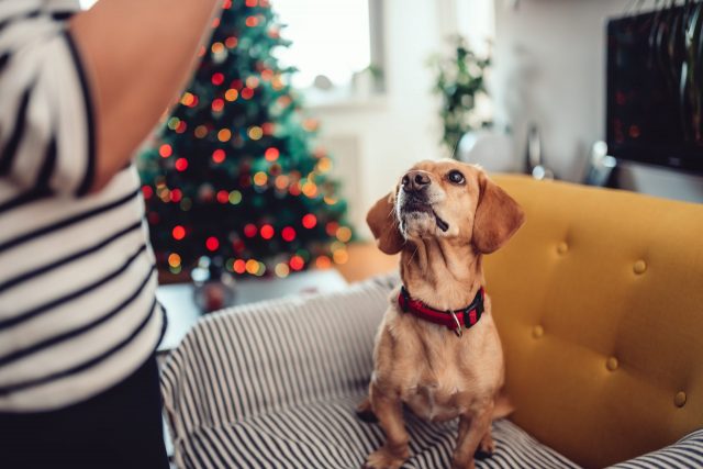 Dog waiting for Christmas treat