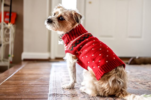 Dog wearing red sweater