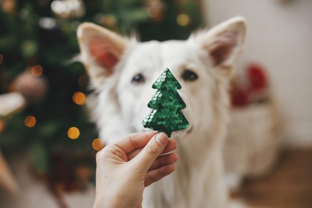 Dog with Christmas tree ornament