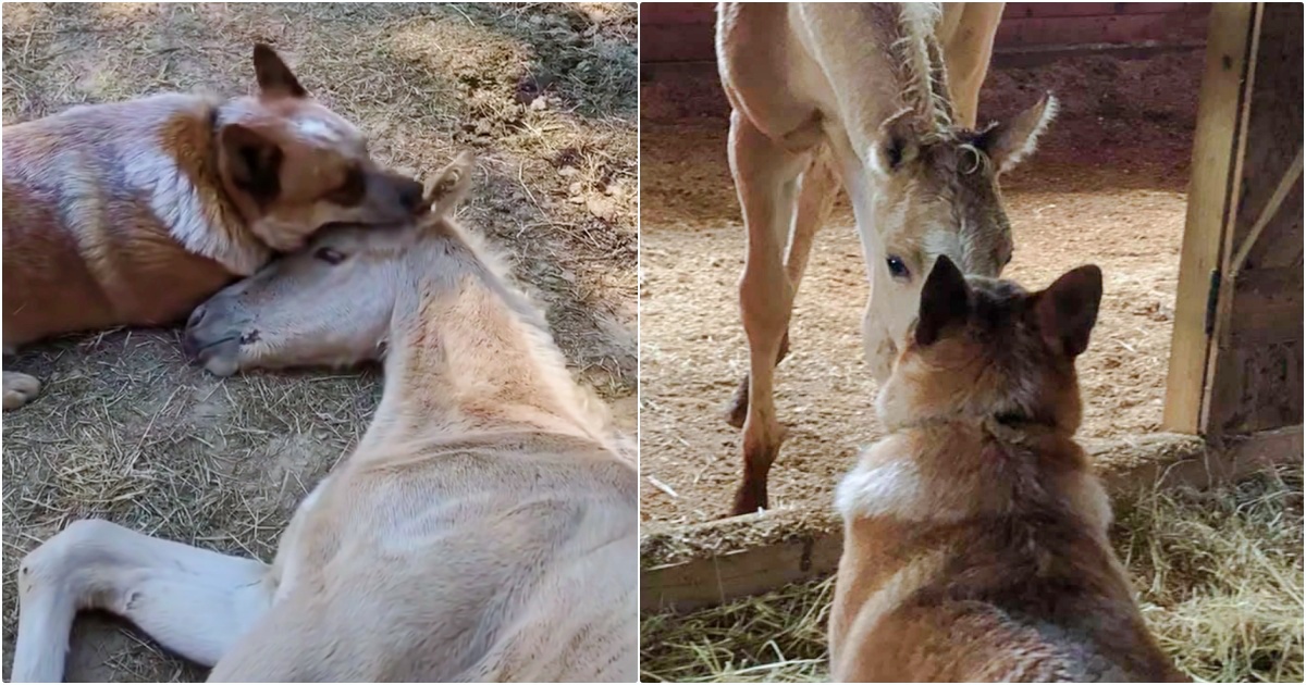 Dog Consoles Grieving 9-Day-Old Foal When He Abruptly Lost His Mom