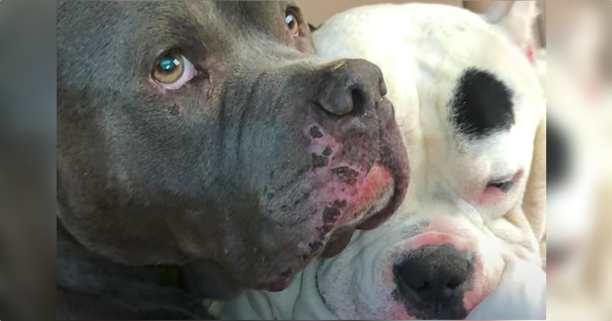 Pit Bull Comforts Lil Brother After Losing Dad, Pay Him Tribute With A Song