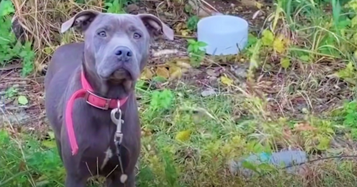 Blue Pit ‘Stood Guard’ In Entrance Of Burrow That Hid Her Treasured Stash