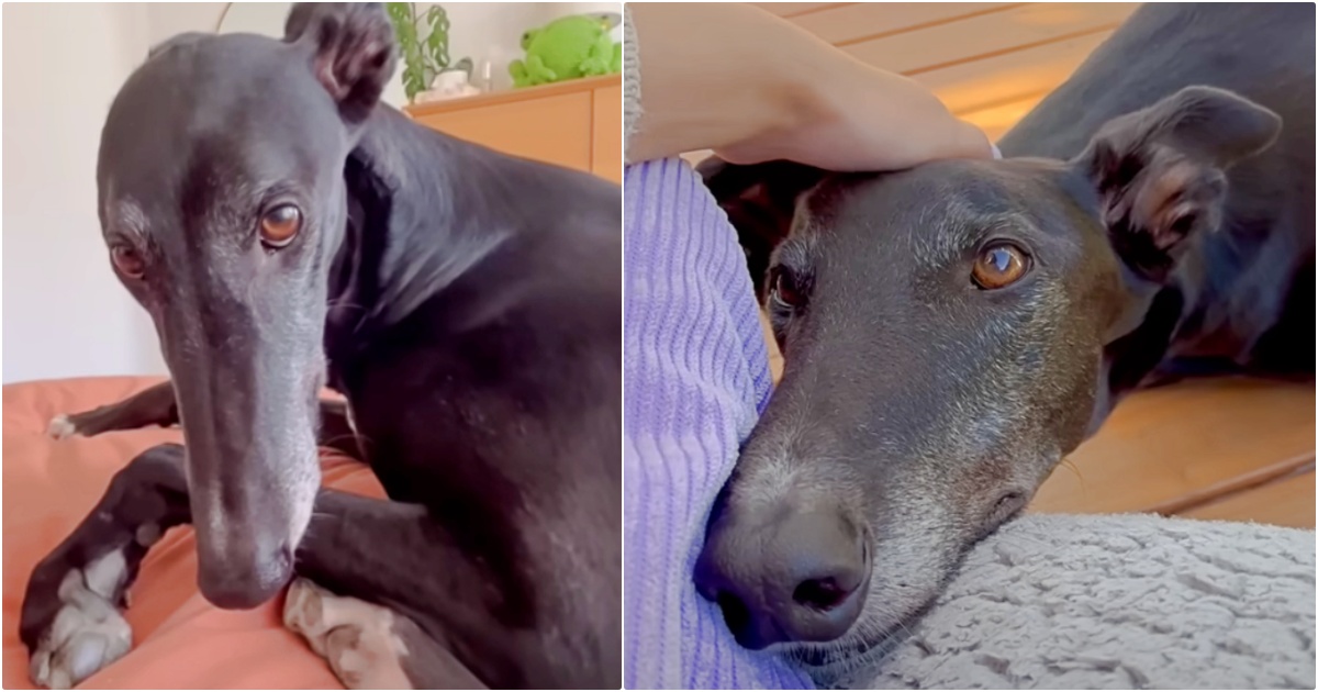 Dejected Greyhound Doesn’t Understand Love, So She Explains It To Him Daily