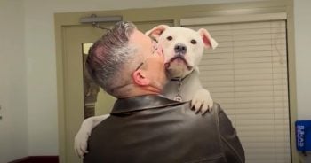 Deaf Puppy Adopted Despite Doubters Is Now Training to Be a Therapy Dog
