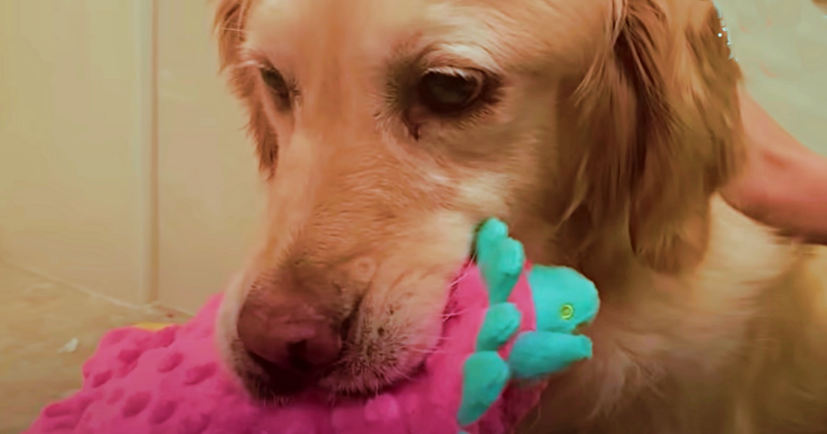 Golden Treats Toy Like It’s Her Baby Since Her Puppies Were Snatched Away