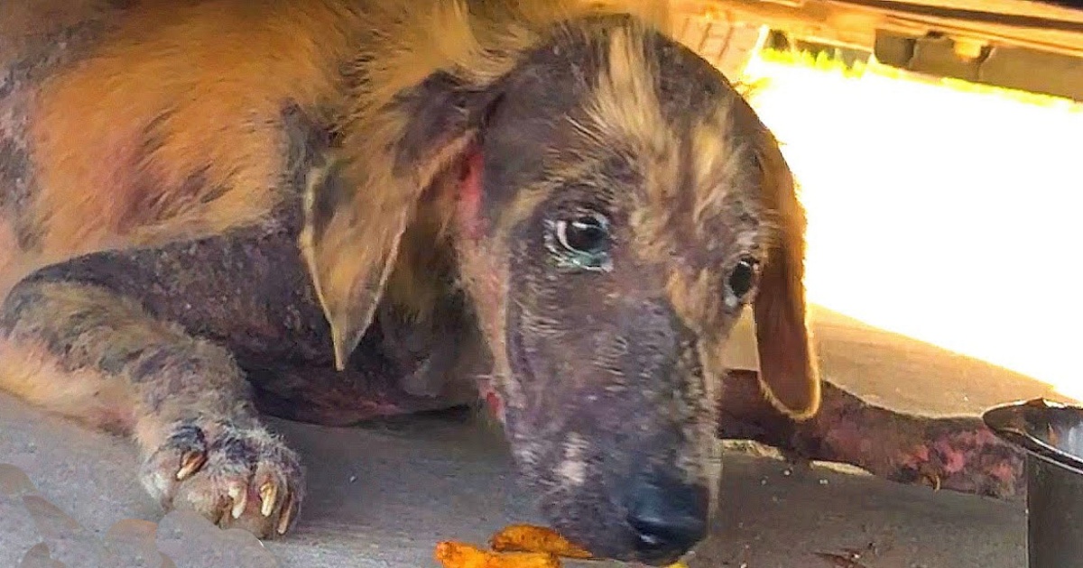 Girl Gave Puppy Scrunched Under Car A Burger & Fries But She Couldn’t Eat