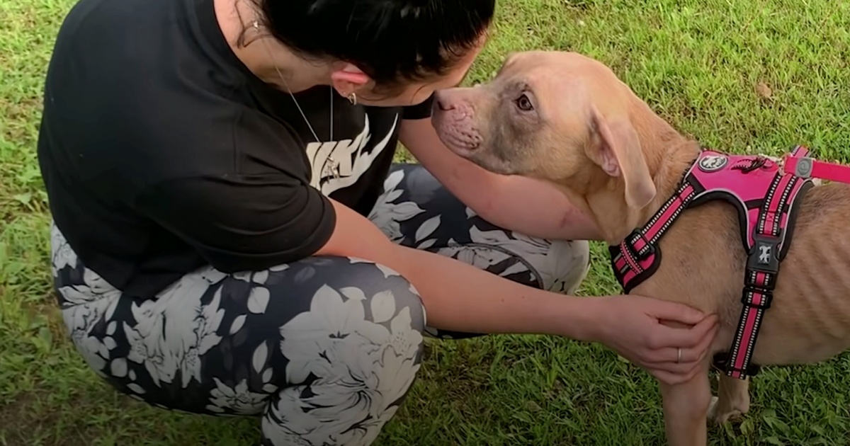 Puppy Tethered To Fence, Sniffs Rescuer And Aligns With Her Straight Away