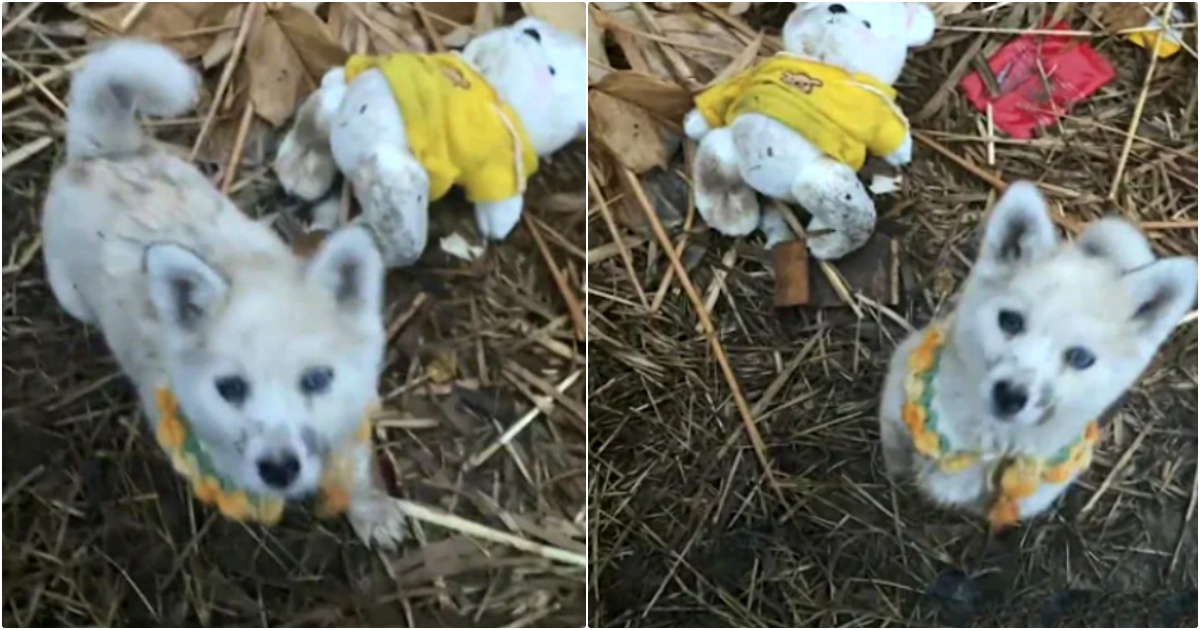 Lady Shows Up To Help Stray Puppy But Dog Won’t Go Without Her Teddy Bear