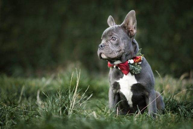 Frenchie with holiday collar