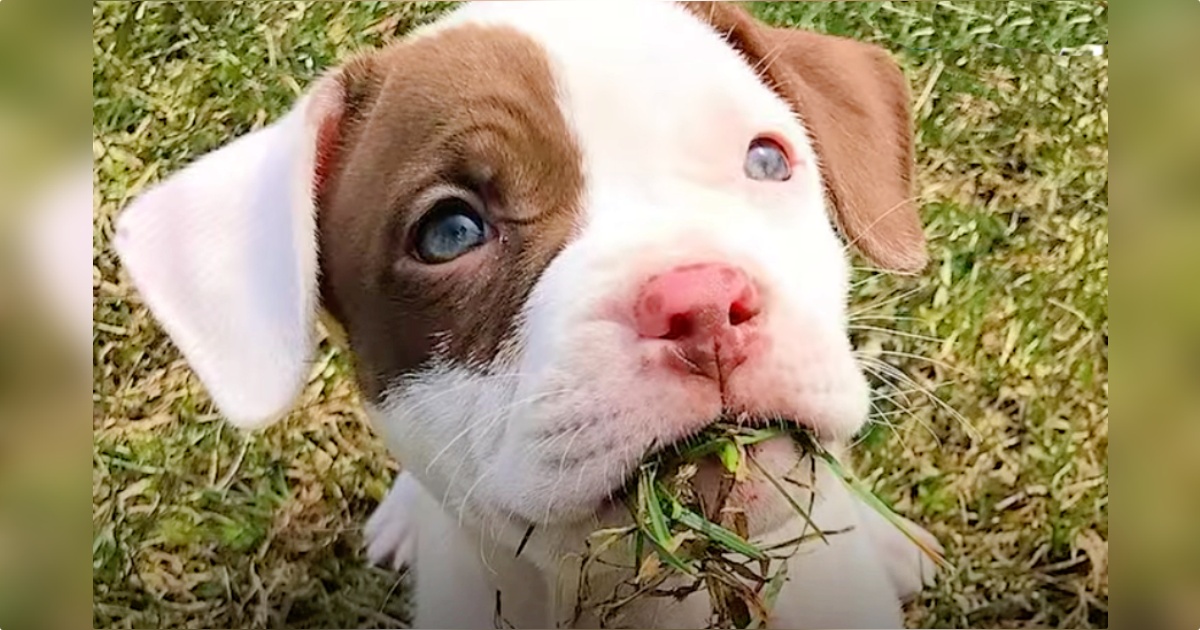 Dog-Mom Honors Her Beloved Pit Bull That Left A Gaping Hole In Her Soul