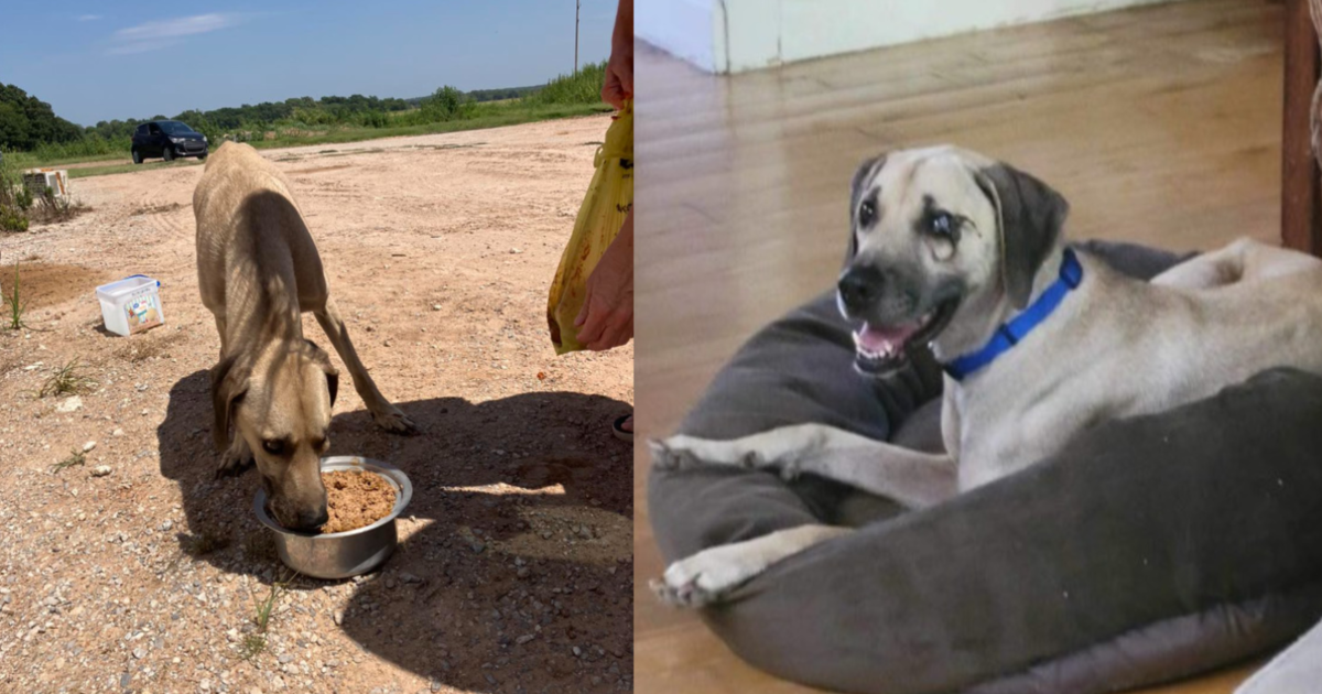 His Owners Abandoned Him With A Damaged Eye And Leg, But You Helped Save Him!