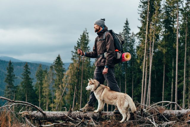 Husky and man hiking