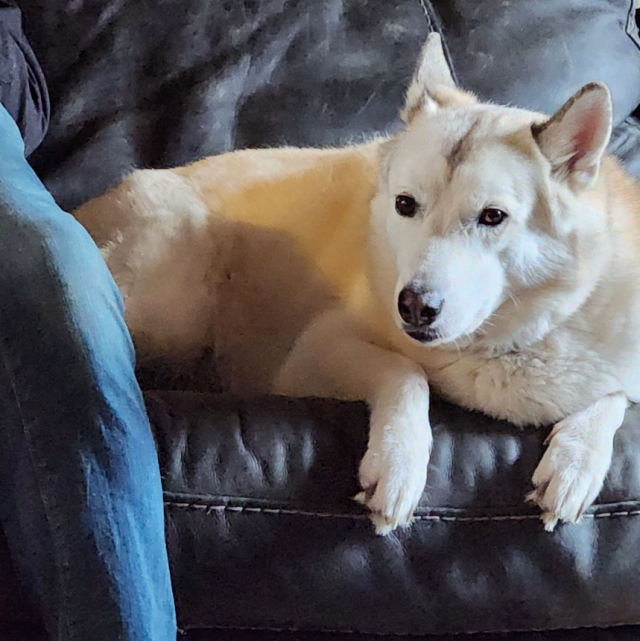 Husky relaxing on couch