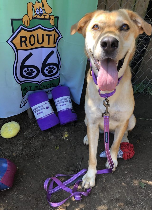 Lola Route 66 Pet Rescue