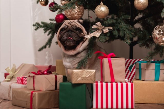 Pug by Christmas presents