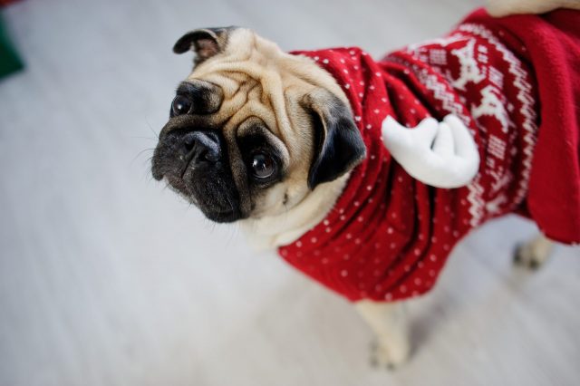 Pug in Christmas sweater