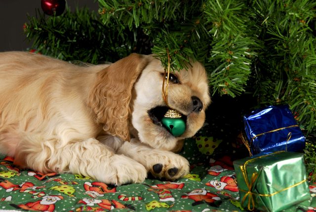 Puppy chewing ornament