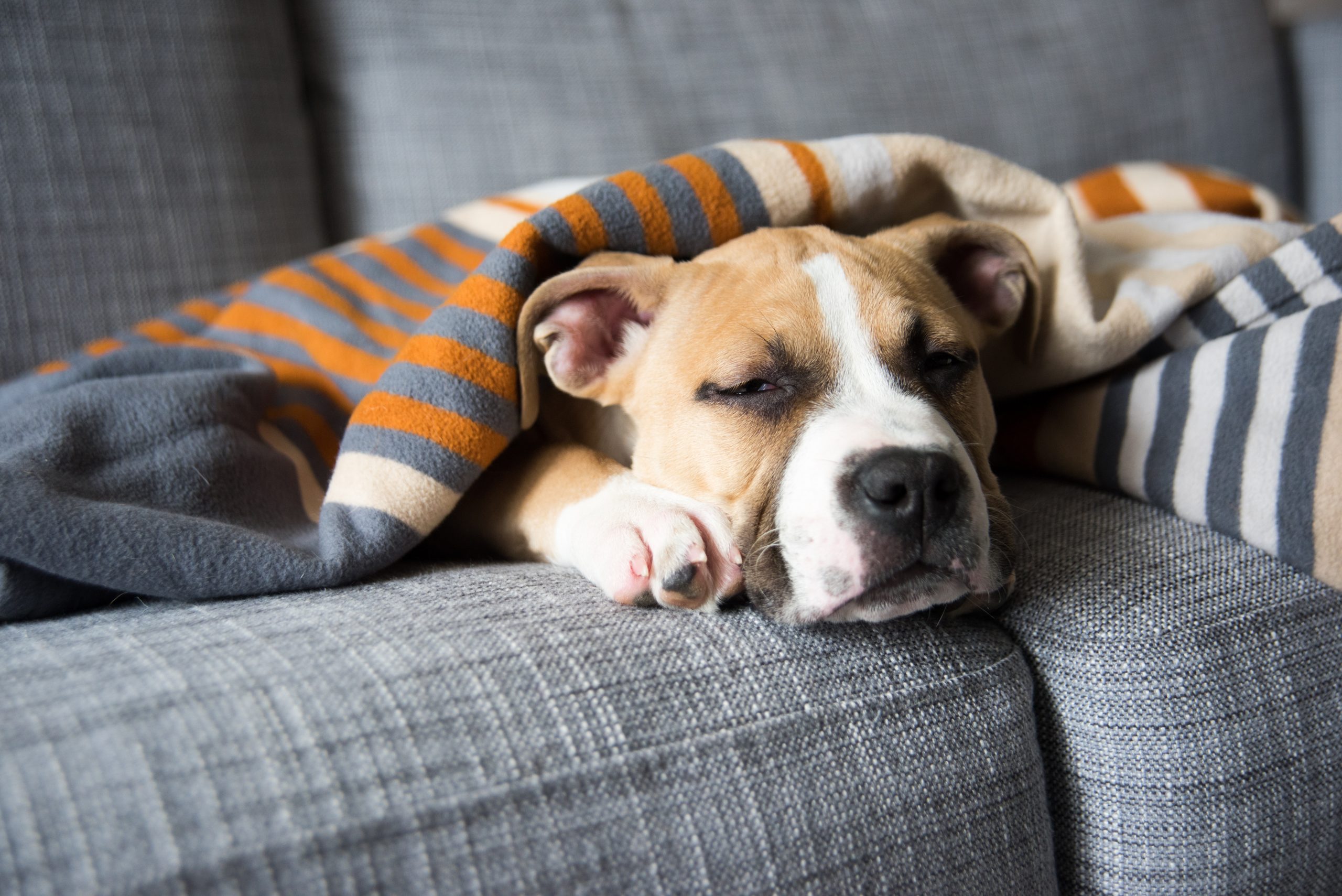 Puppy on couch bed