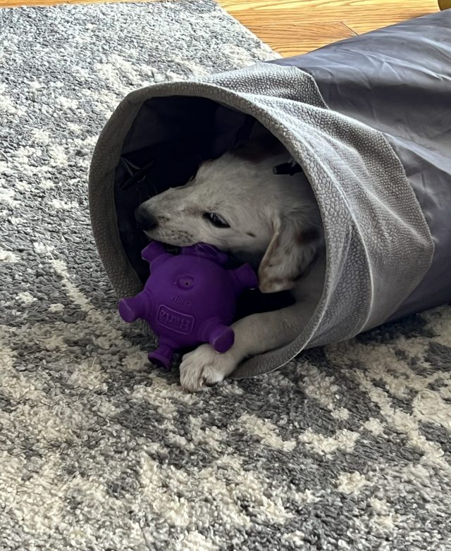 Puppy playing in tunnel