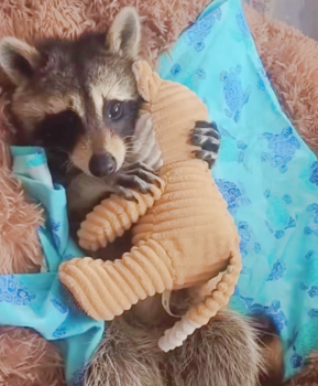 Blind Baby Raccoon Holds His Rescue-Mom’s Hand When He Eats