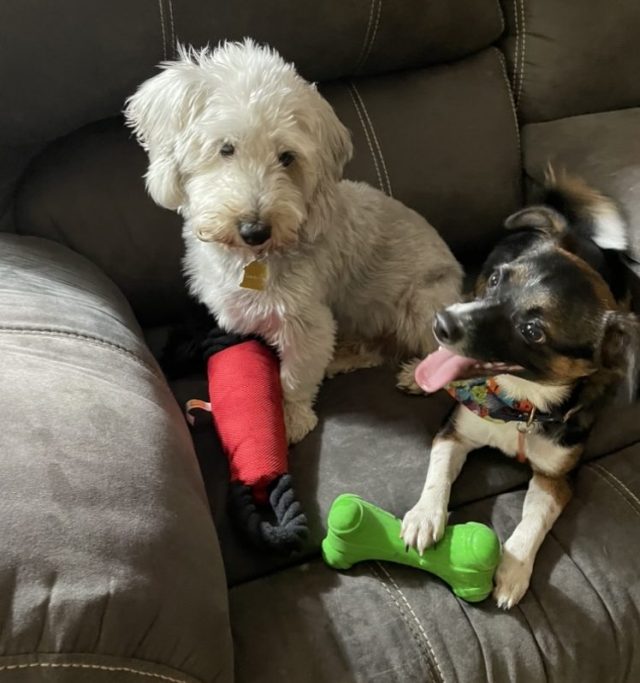 Two dogs with donated toys