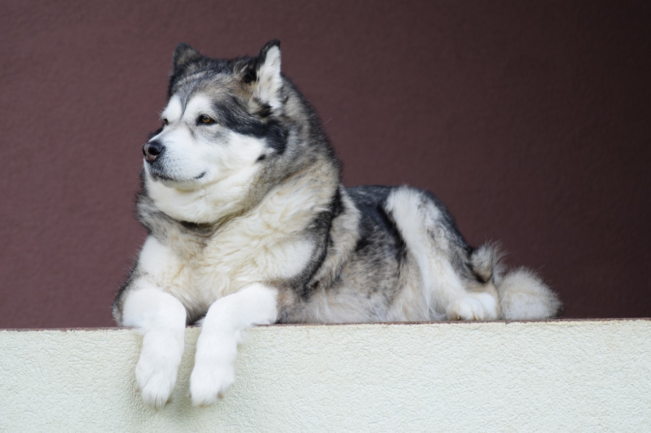 Frequently Asked Questions about Alaskan Malamutes As Guard Dogs