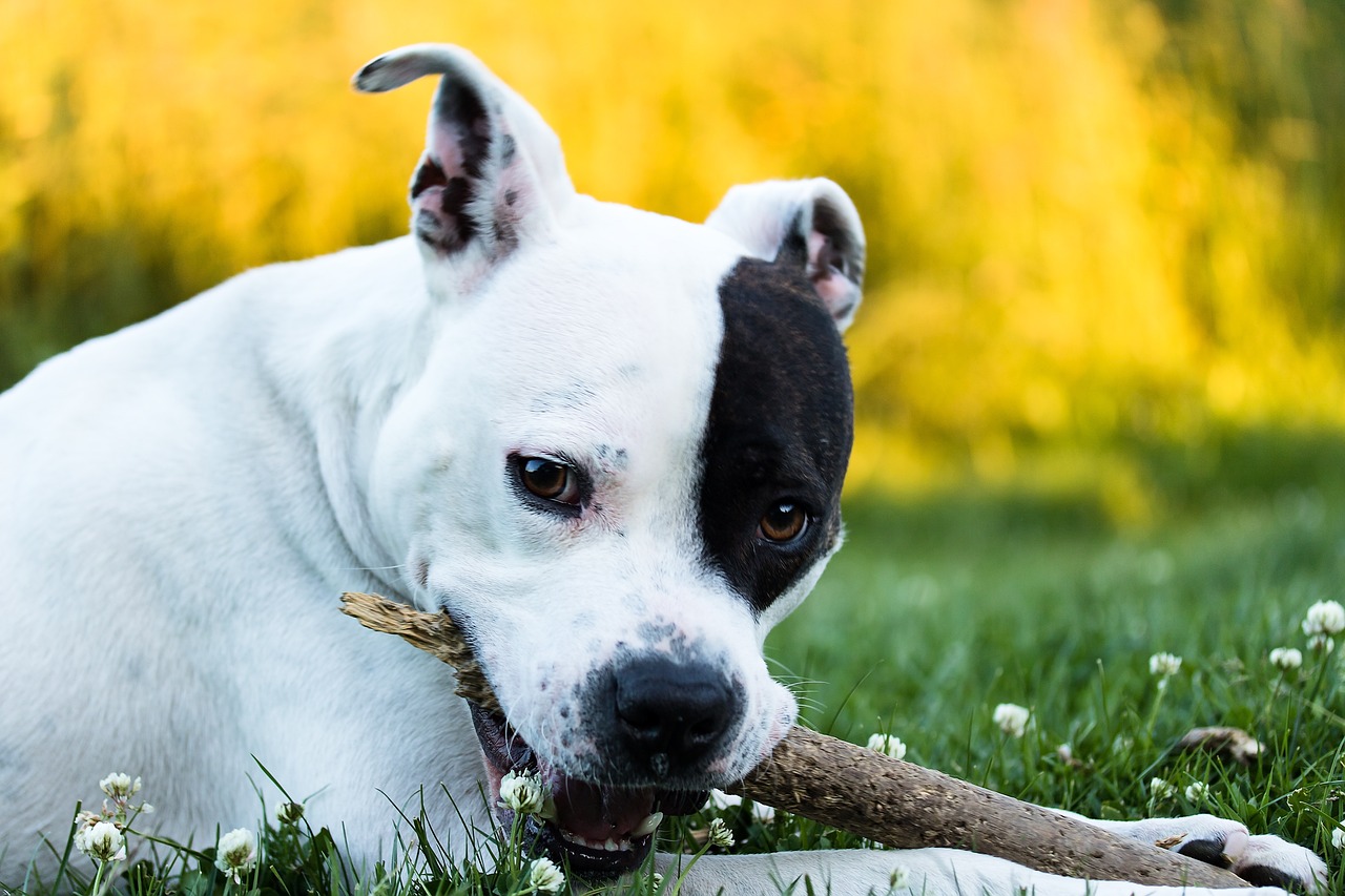 20 Fun & Fascinating Facts About American Staffordshire Terrier Puppies