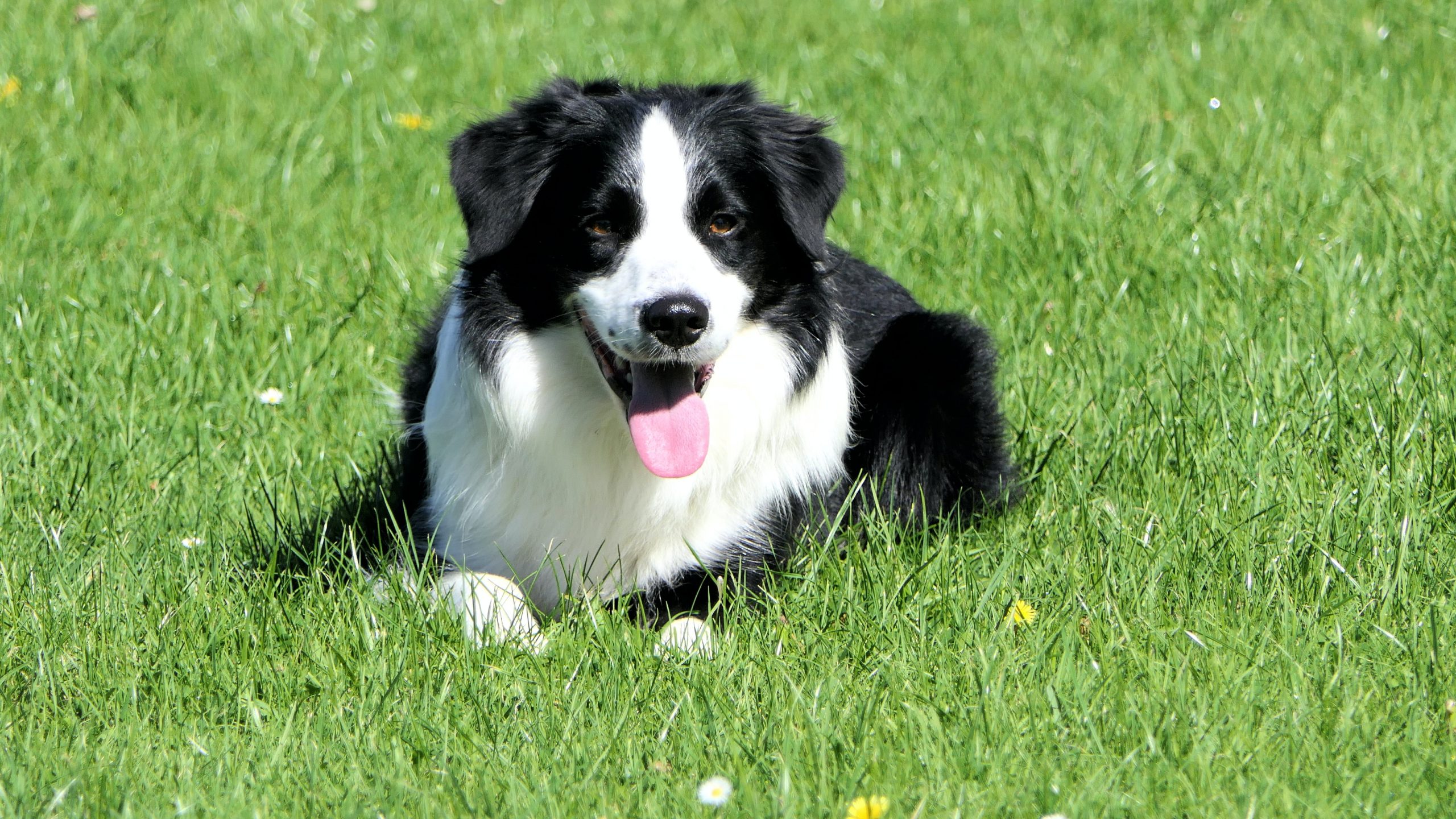 7 Best Ear Cleaners for Border Collies