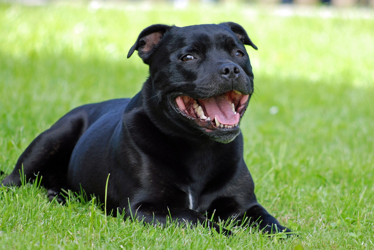 7 Best Ear Cleaners for Staffordshire Bull Terriers