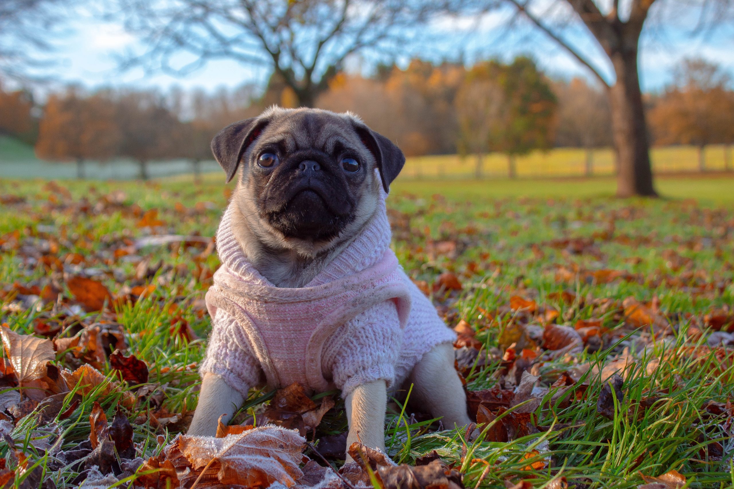 7 Best Ear Cleaners for Pugs