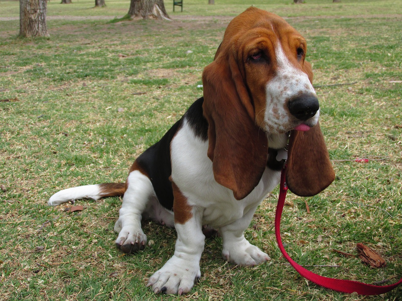 What Were Basset Hounds Originally Bred For?