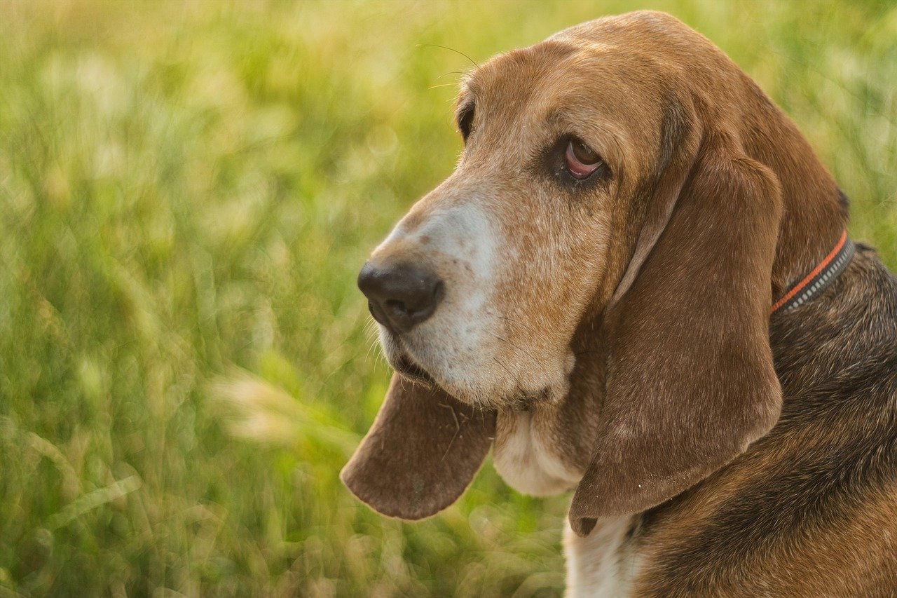What's The Bite Force of a Basset Hound & Does It Hurt?