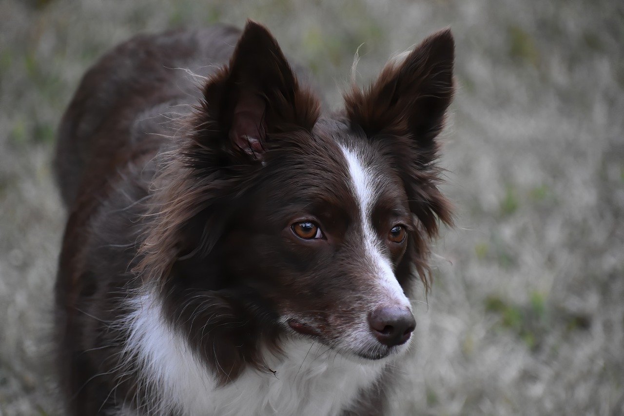 Frequently Asked Questions about Border Collies As Guard Dogs