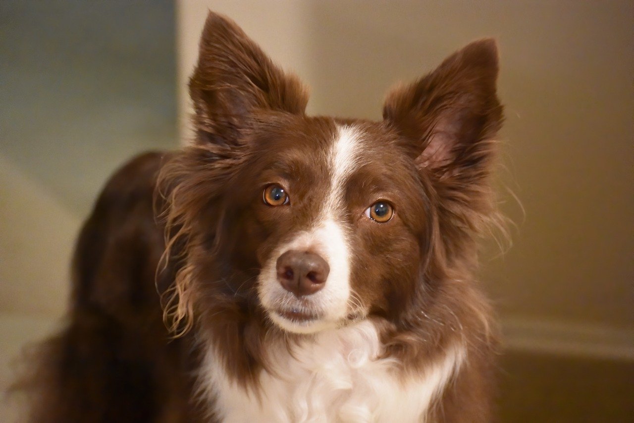 What Were Border Collies Originally Bred For?