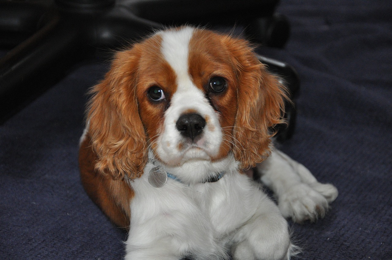 20 Fun & Fascinating Facts About Cavalier Puppies
