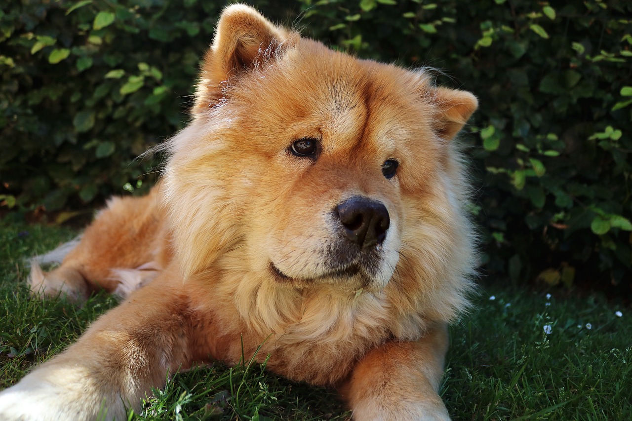What’s The Bite Force of a Chow Chow & Does It Hurt?