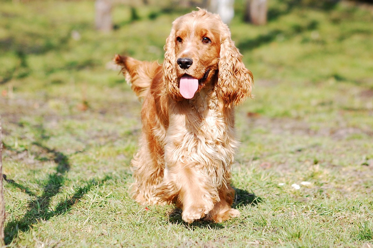 7 Best Ear Cleaners for Cocker Spaniels