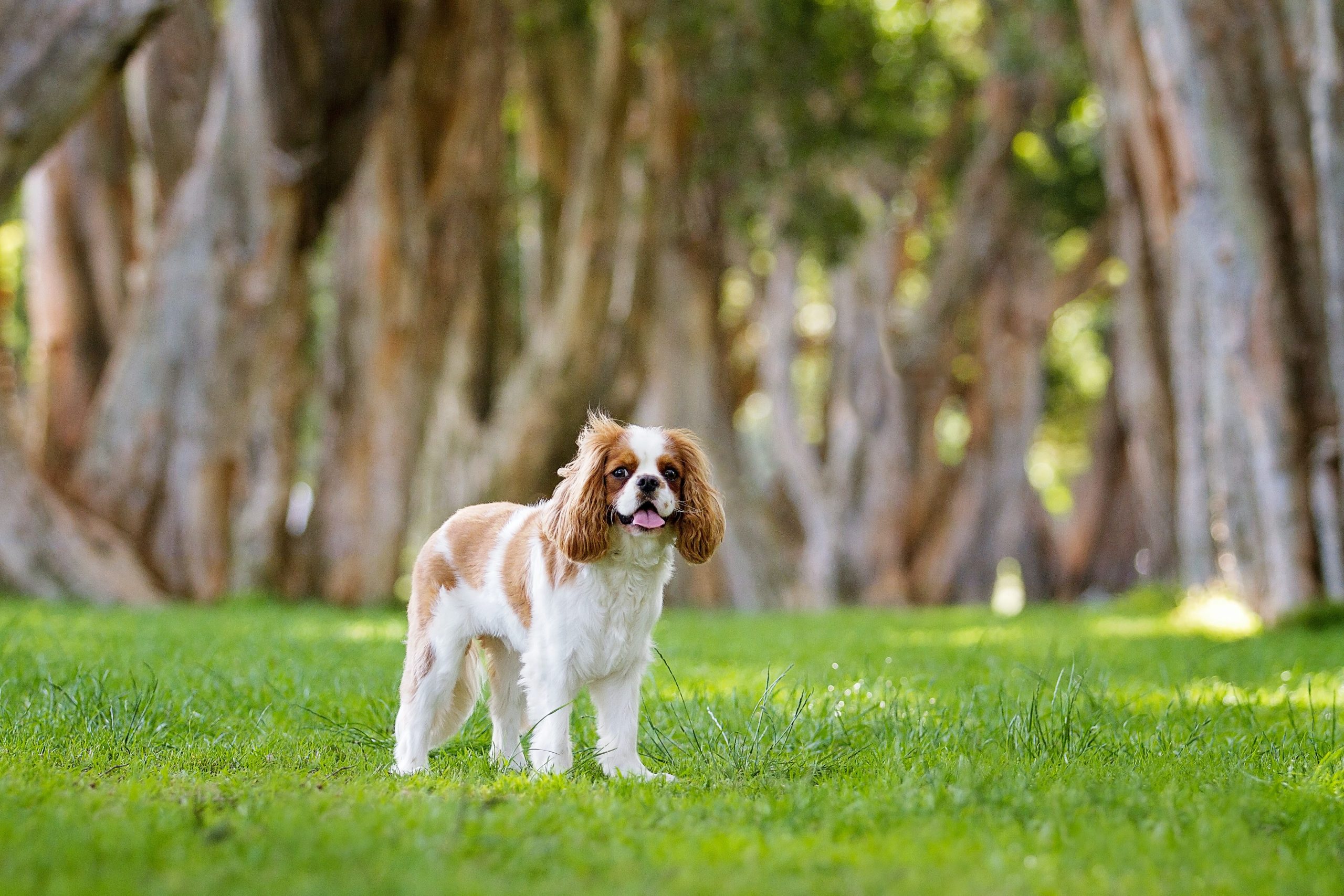 7 Best Ear Cleaners for Cavaliers