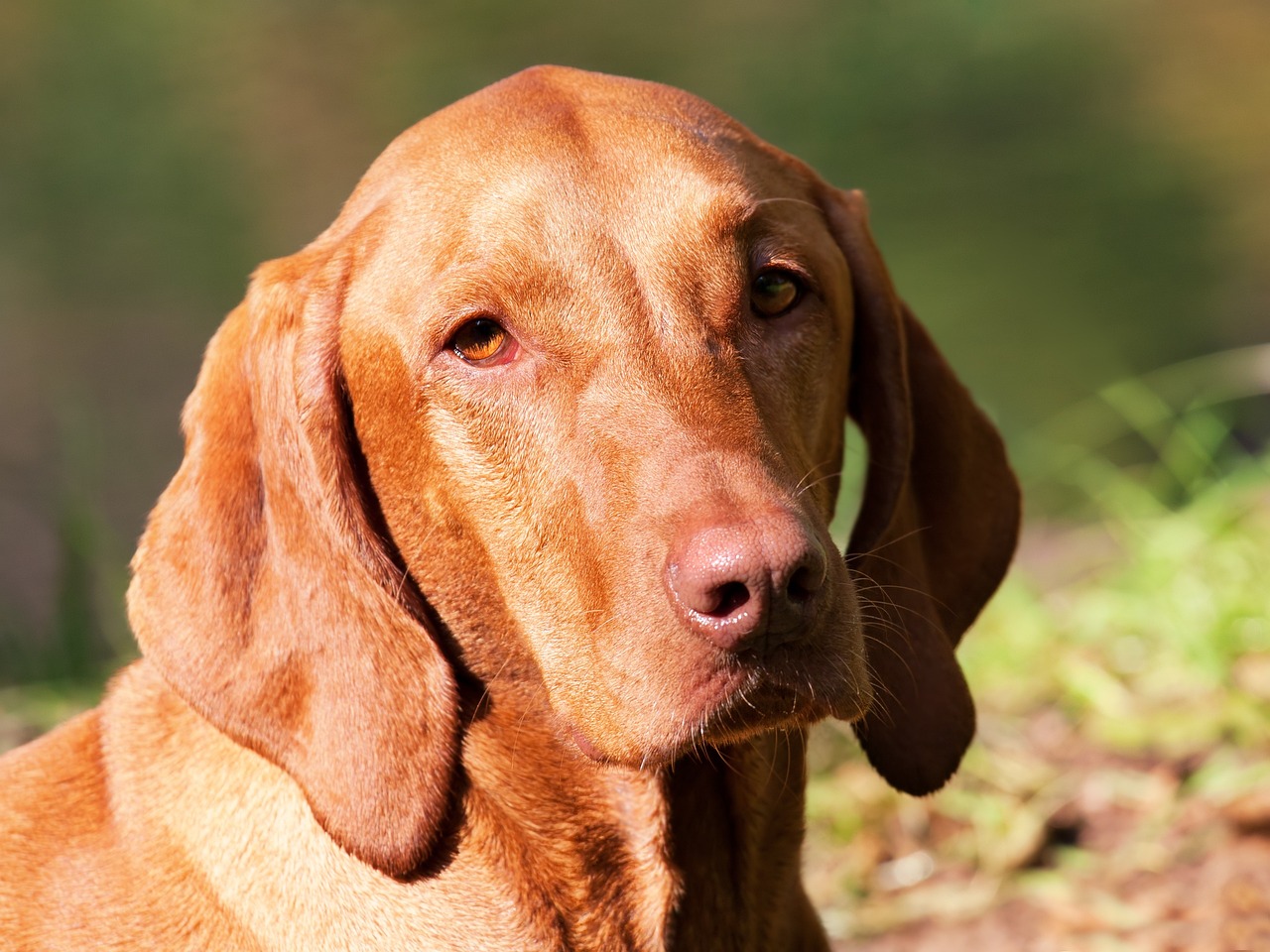 Are Vizslas Aggressive?