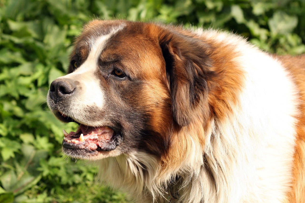 What Were St. Bernards Originally Bred For?