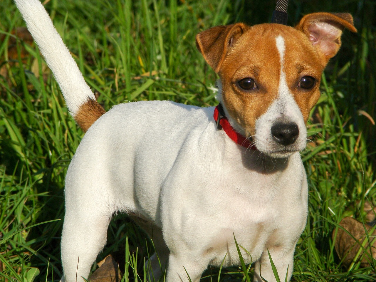 20 Fun & Fascinating Facts About Jack Russell Puppies