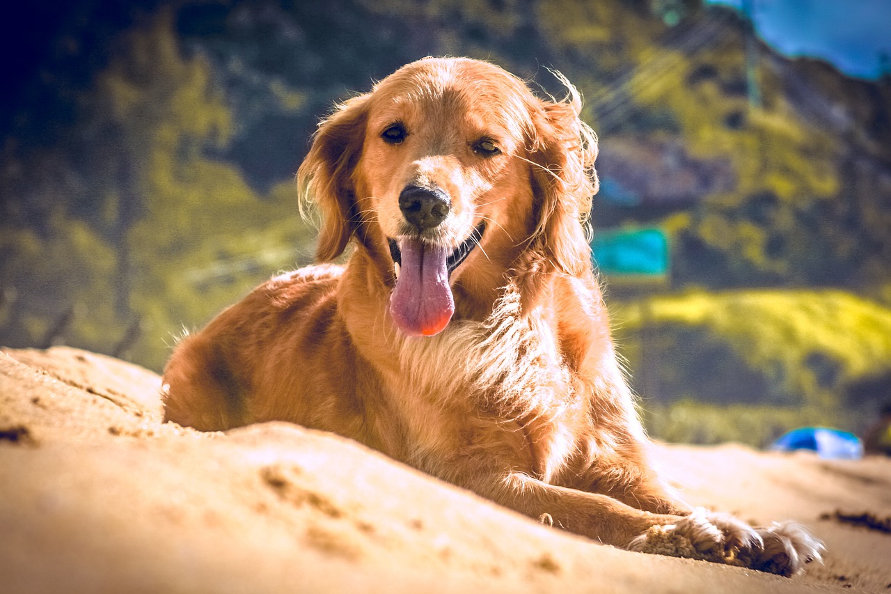 Best Beach Stakes for Dogs