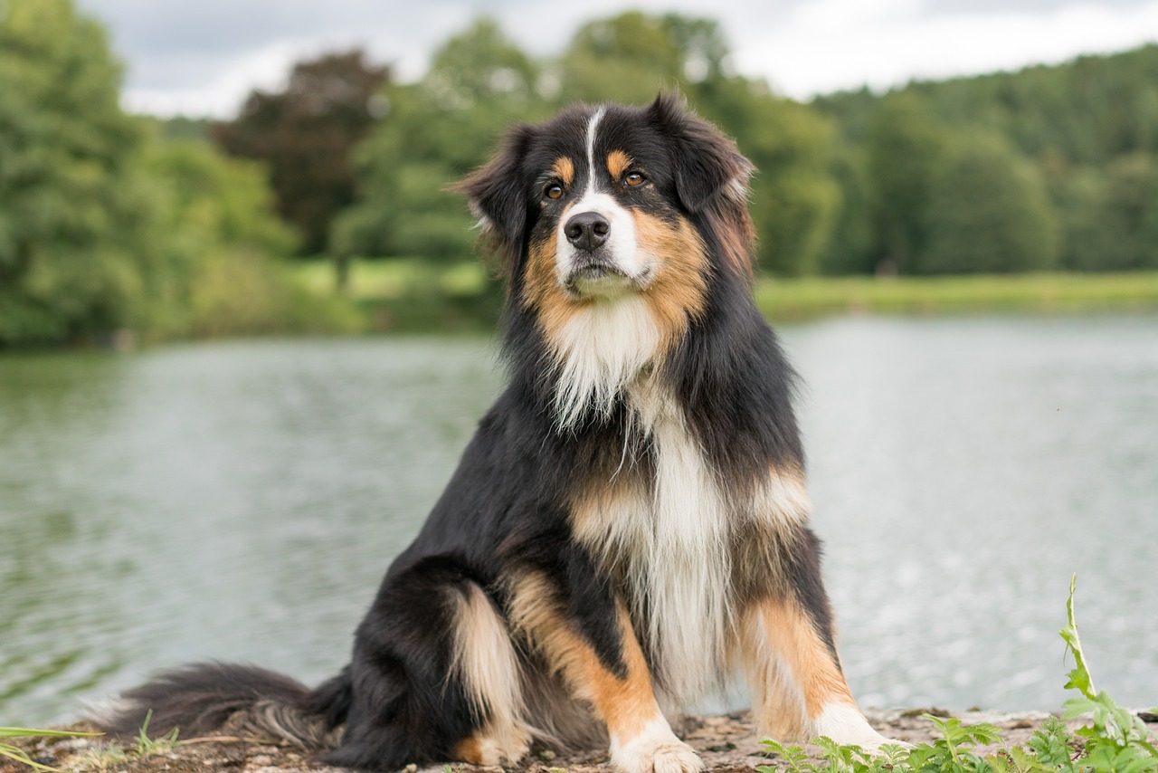 Australian Shepherd dog breed information & cost